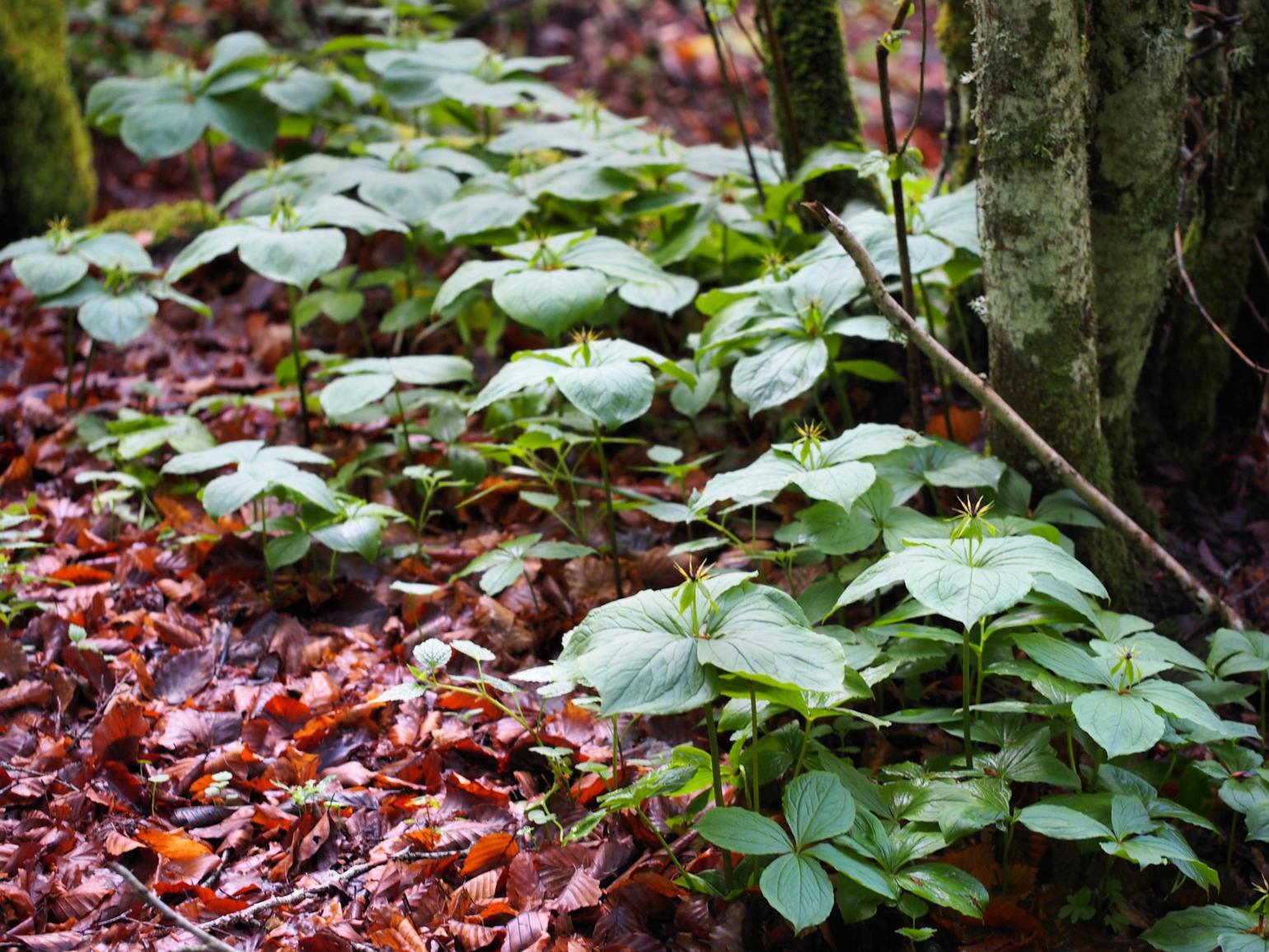 Herb Paris, True Love-knot